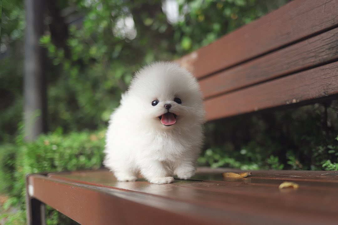  2 Bella female puppy For Sale 