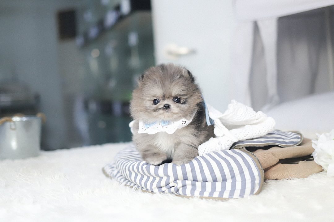 3 Nova Female puppy For Sale 