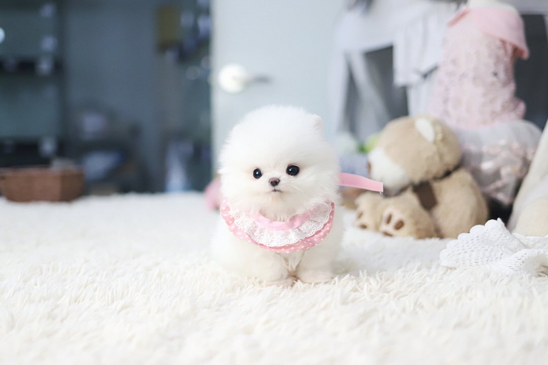  4 Pride male puppy For Sale 
