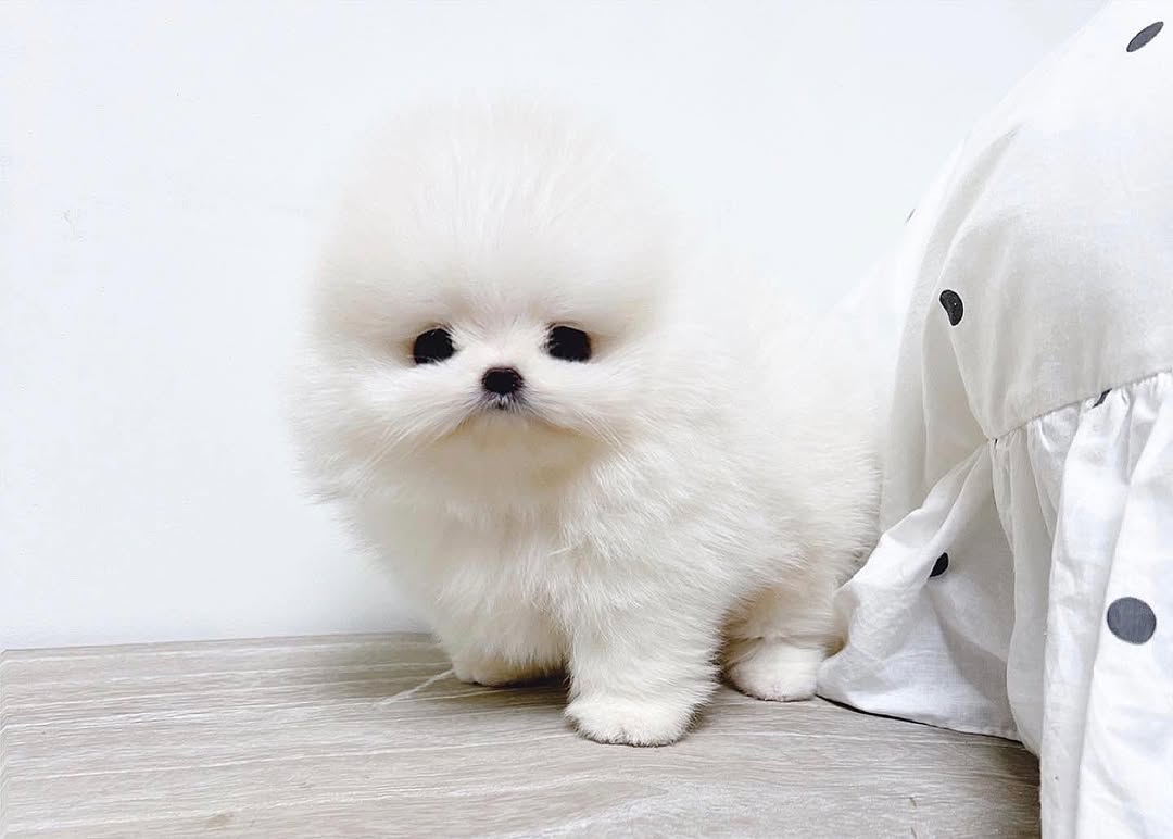  1 Zeus male puppy For Sale 