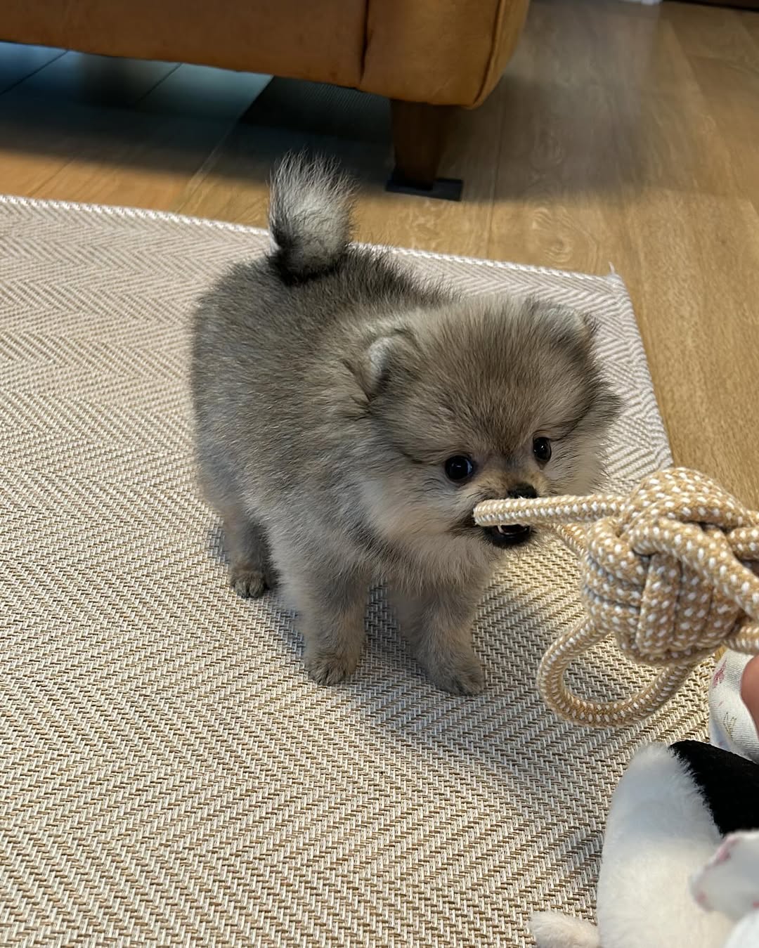  2 Kara female puppy For Sale 