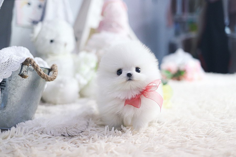  1 kylia female puppy For Sale 