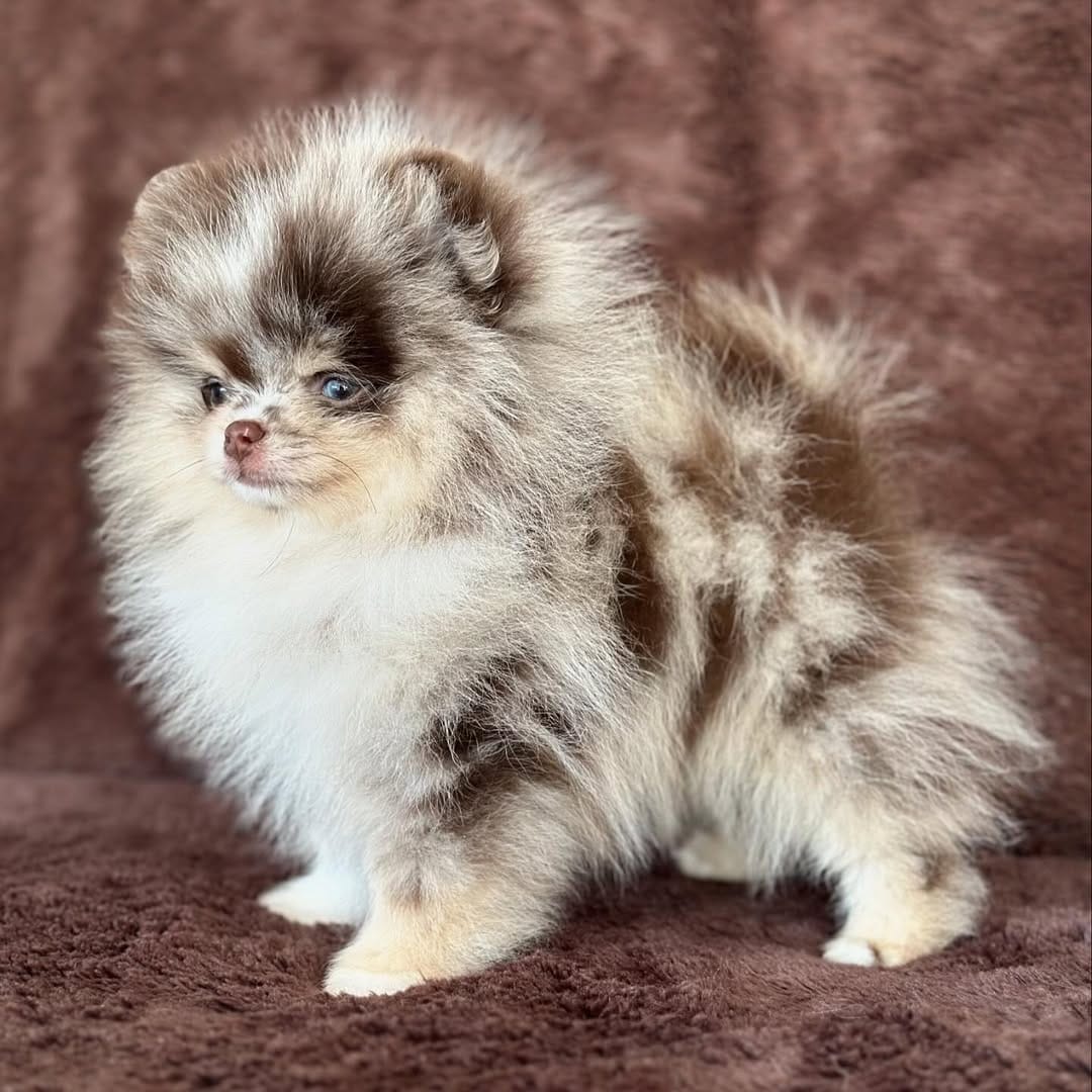  4 Roy male puppy For Sale 