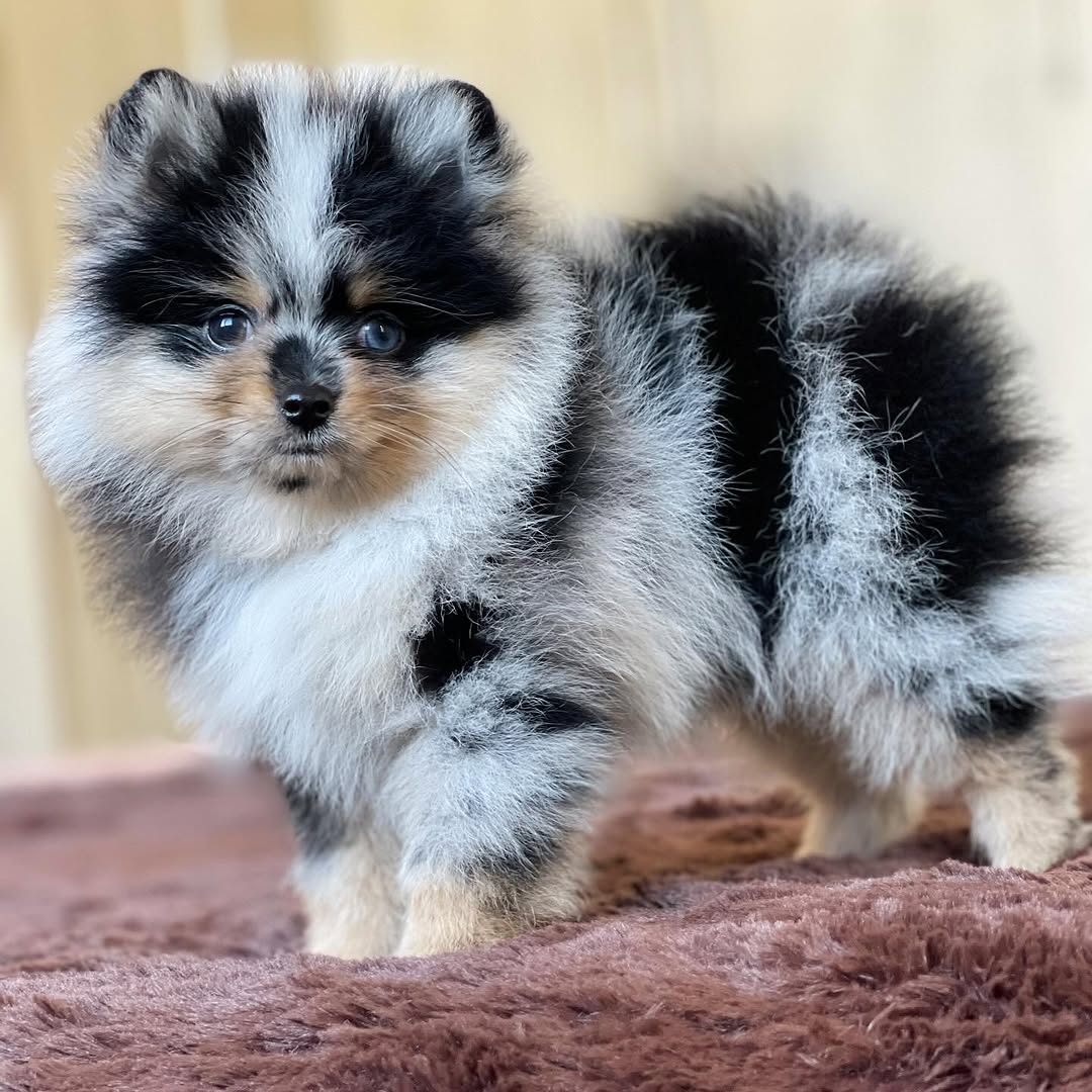  1 Cooper male puppy For Sale 