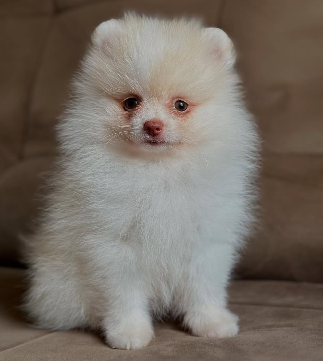  2 kiss female puppy For Sale 