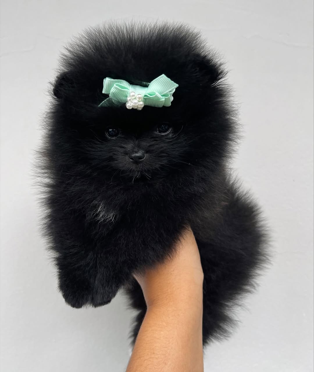  3 Joyce Female puppy For Sale 