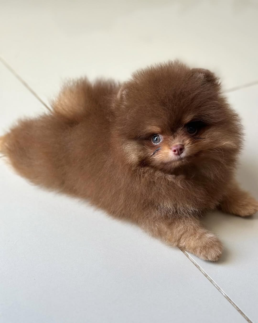  4 Jessy male puppy For Sale 