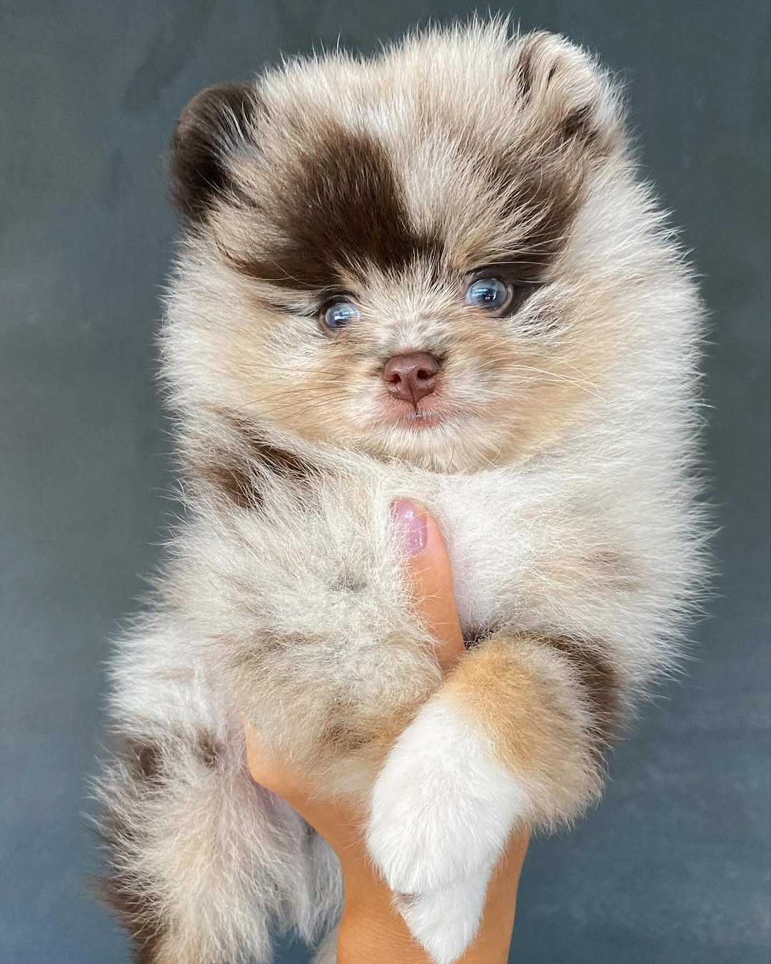  3 Coy male puppy For Sale 
