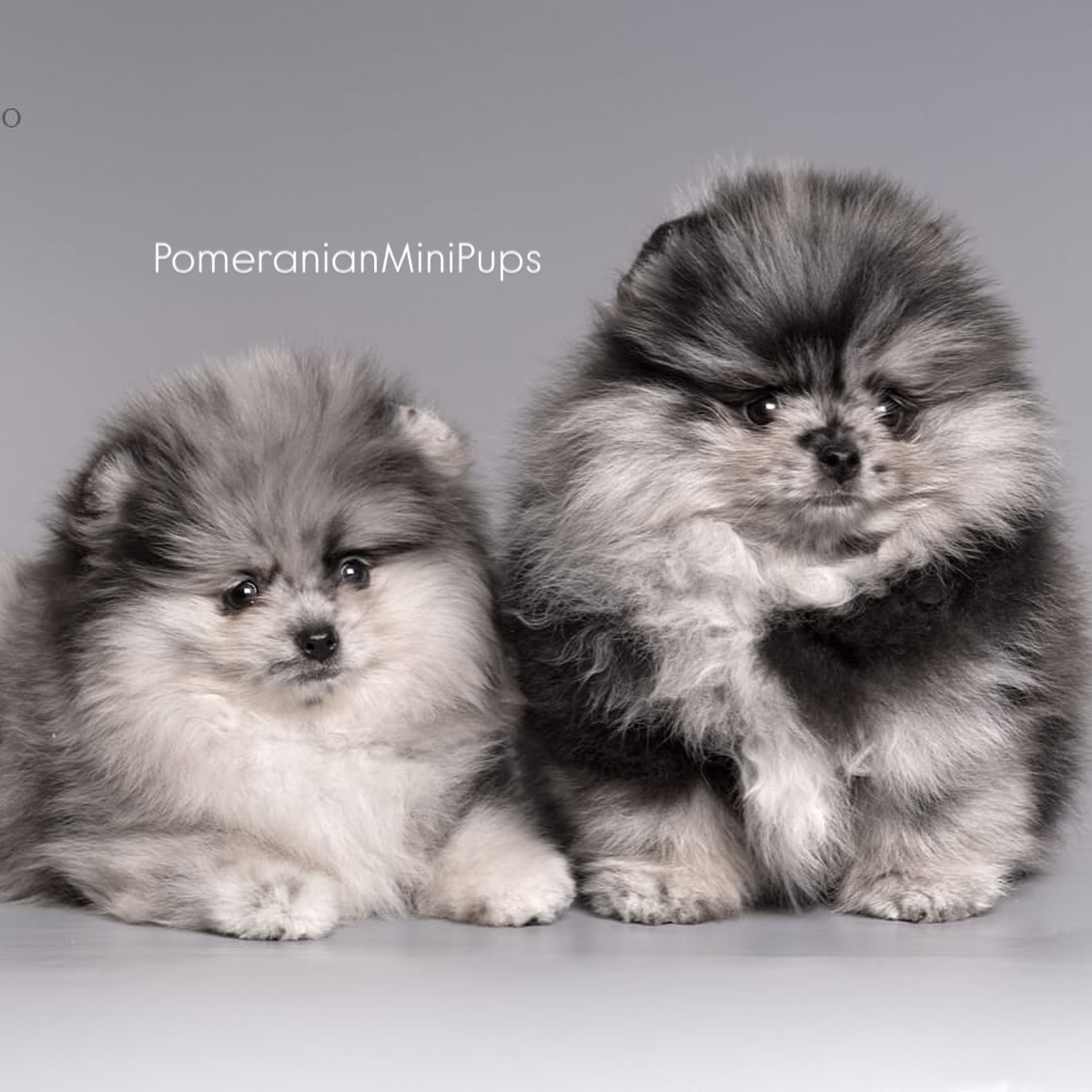 pomeranianminipups_1739660656_3568854715689129621_44745036598