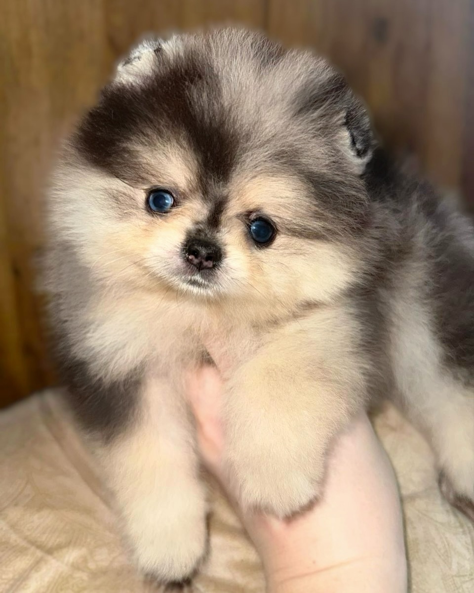 pomeranianminipups_1742679049_3594174824049590975_44745036598